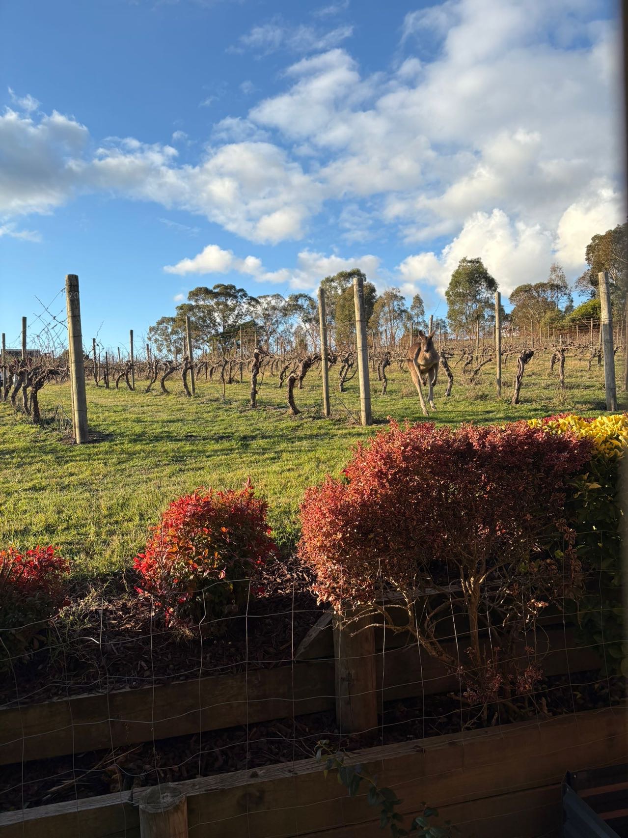 Winter Whispers Serenity