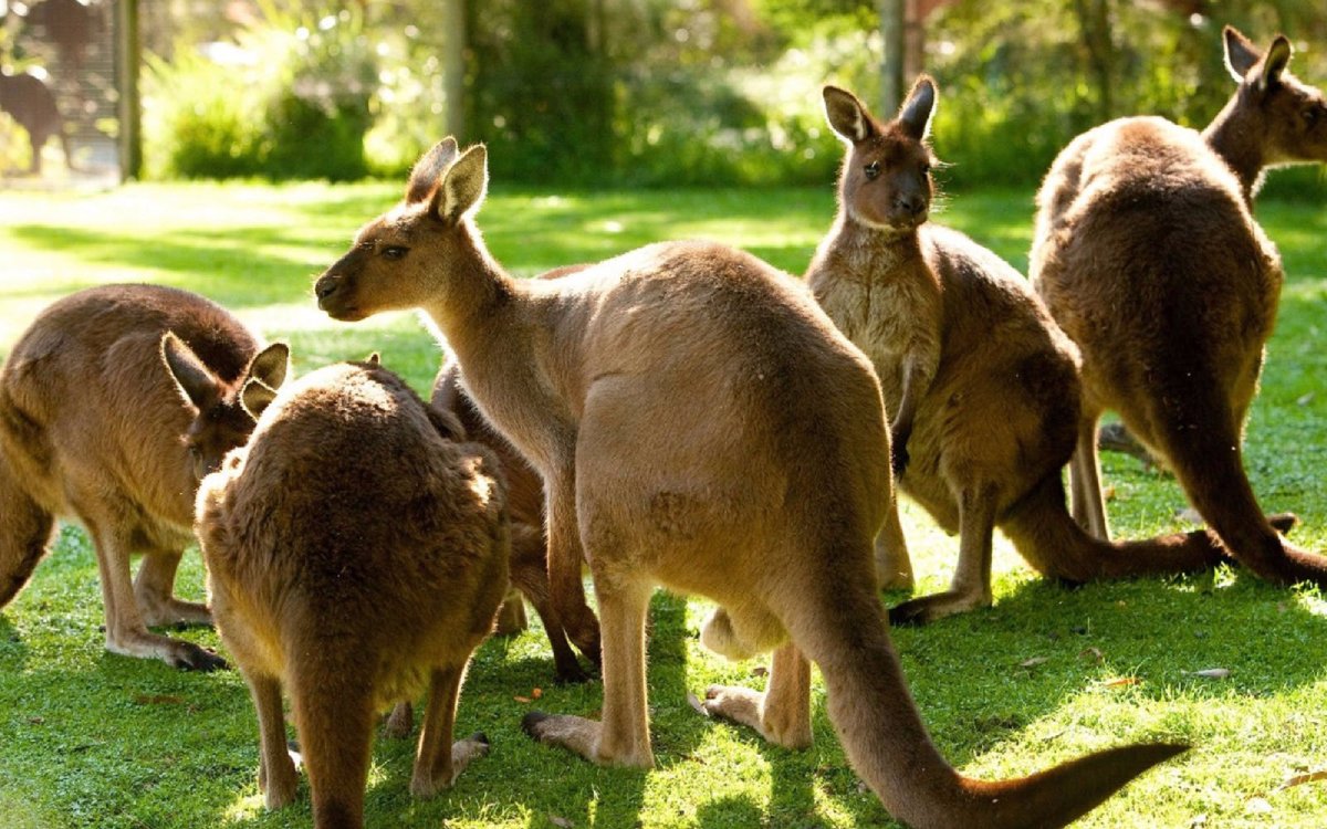 Healesville Sanctuary